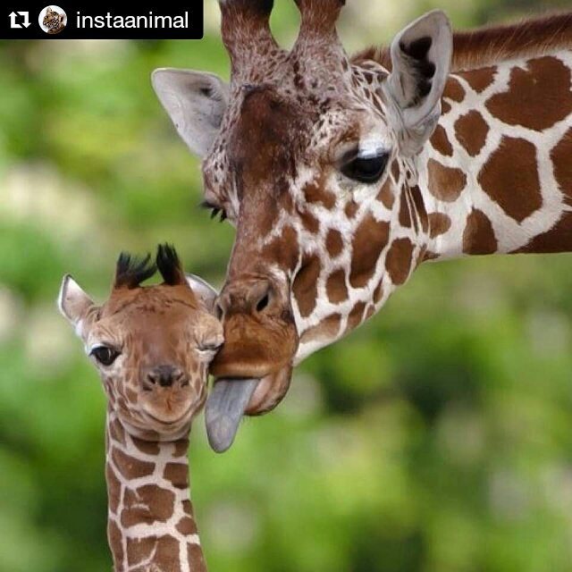 #Repost @instaanimal ・・・ EEEEW! Mom, that's so embarrassing!