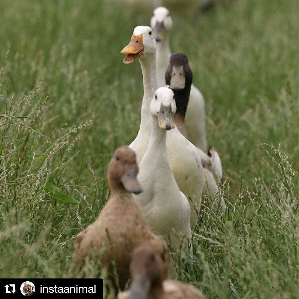 This is what it means to have all your ducks in a row.  #Repost @instaanimal