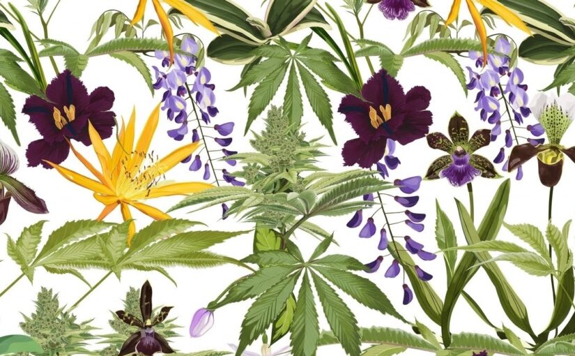 When States Legalize Cannabis, Drugmakers Feel It